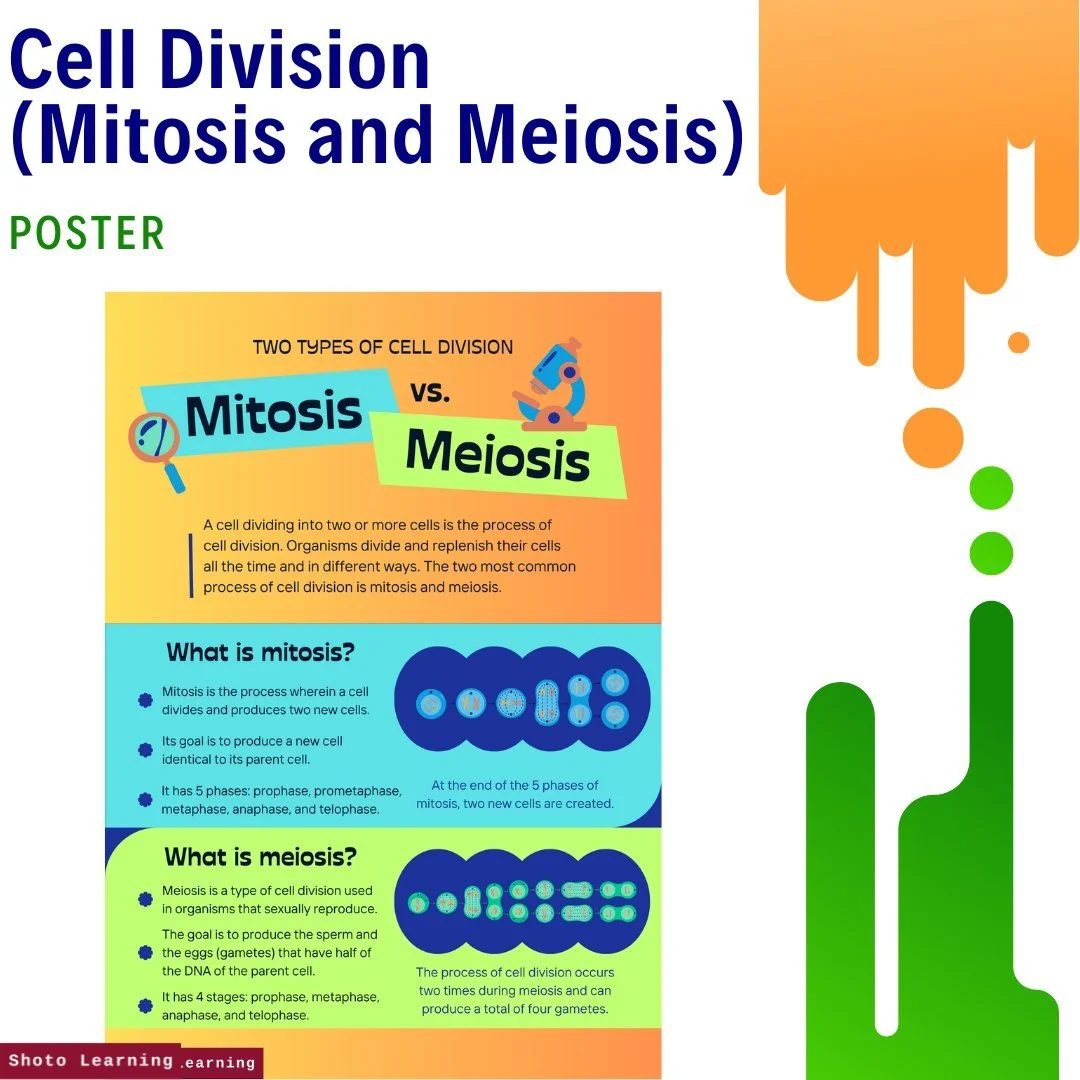 Cell+Division++(Mitosis+and+